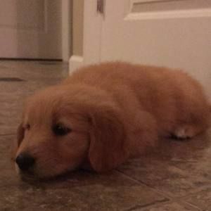 Meet your Posher, Julie